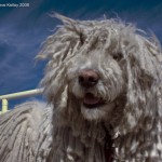 puyol