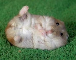 mouse
