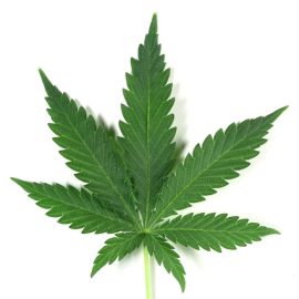 cannabis-sign-i14