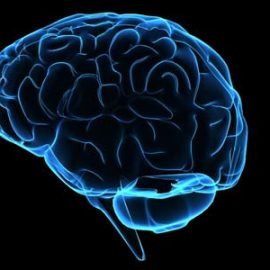 Brain