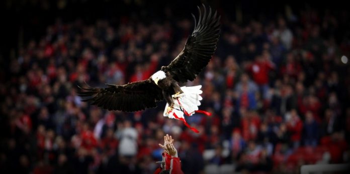 benfica v newcastle
