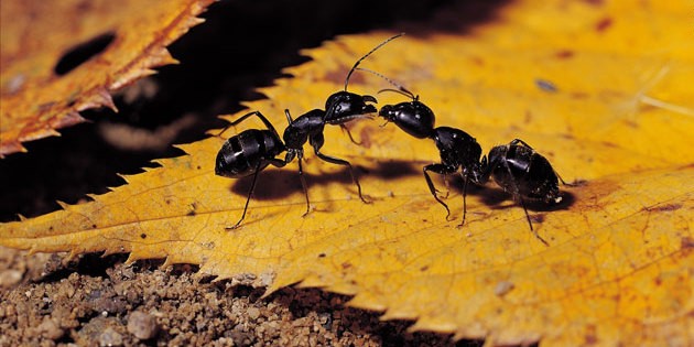 ants-237