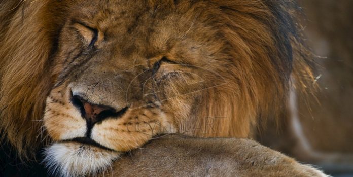 sleeping_Lion_by_oetzy