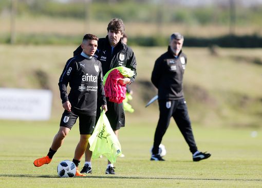 Torreira