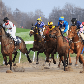 horses