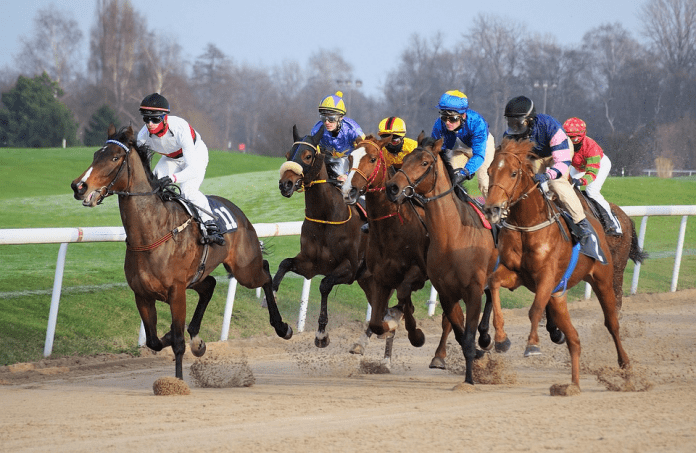 horses