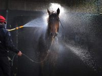 Horse Hose