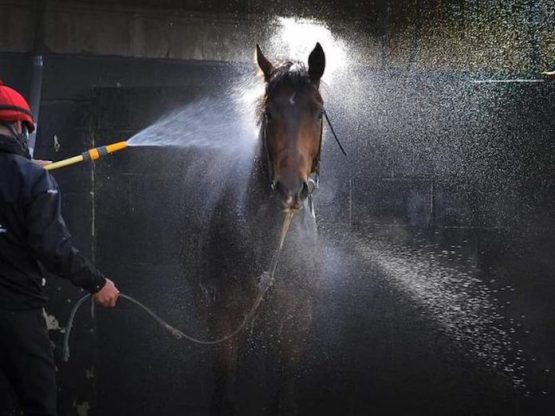 Horse Hose