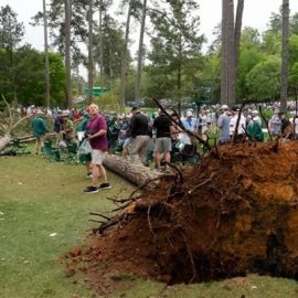 masters tree down