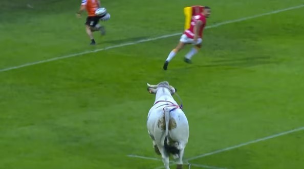 catalans dragons bull